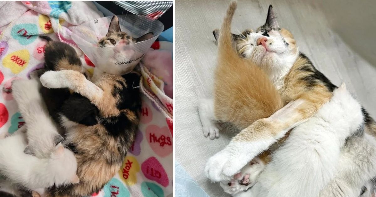 Rescued cat Snow White cuddling with her seven newborn kittens in a cozy foster home
