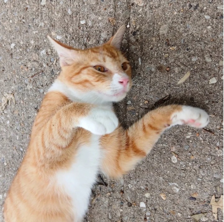 Danny and Wolfie, two rescued cats from opposite sides of the city, find a forever home together after a honeymooning couple falls in love with both.