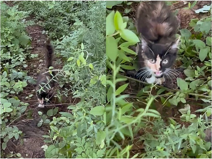 Woman Spots Kitten Coming Out of the Bushes and Walking Toward Her — She Knows She Has to Help