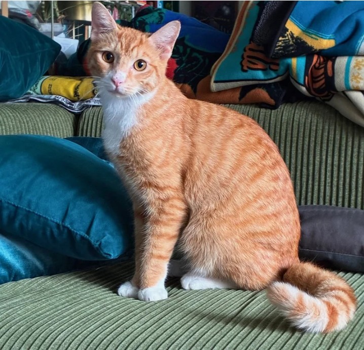 Danny and Wolfie, two rescued cats from opposite sides of the city, find a forever home together after a honeymooning couple falls in love with both.