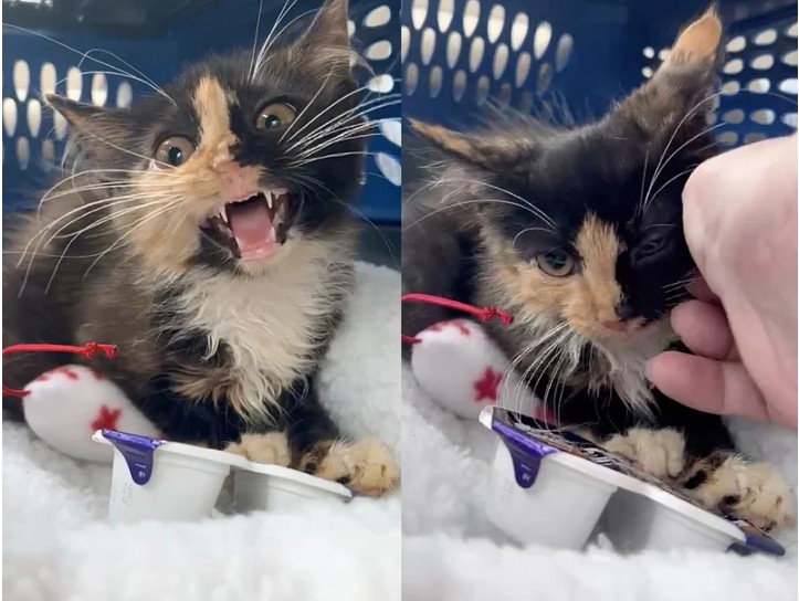 Woman Spots Kitten Coming Out of the Bushes and Walking Toward Her — She Knows She Has to Help
