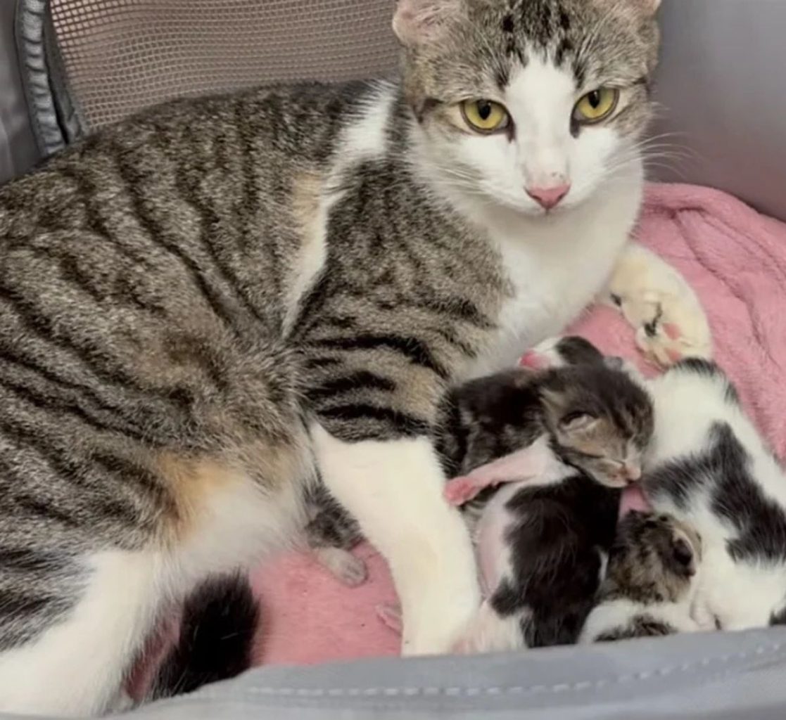 Stray cat Leanne snuggles with her newborn kittens in foster care