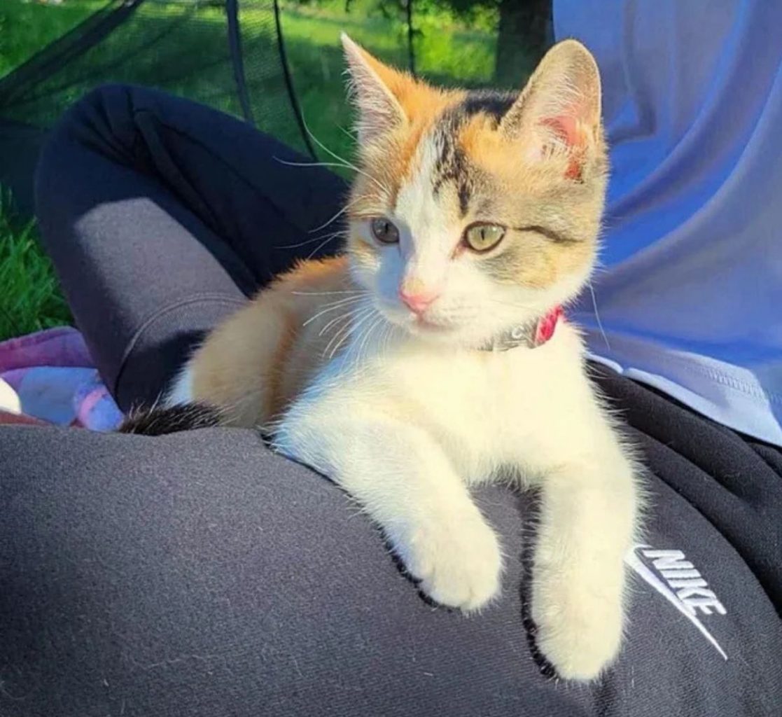 Rescued kitten Kicklee snuggled in a carrier, looking curious and adventurous