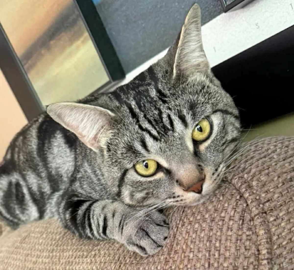 Shelter cat Dobby reaches out from his cage, capturing the heart of a woman who came to donate supplies and ended up giving him a forever home.