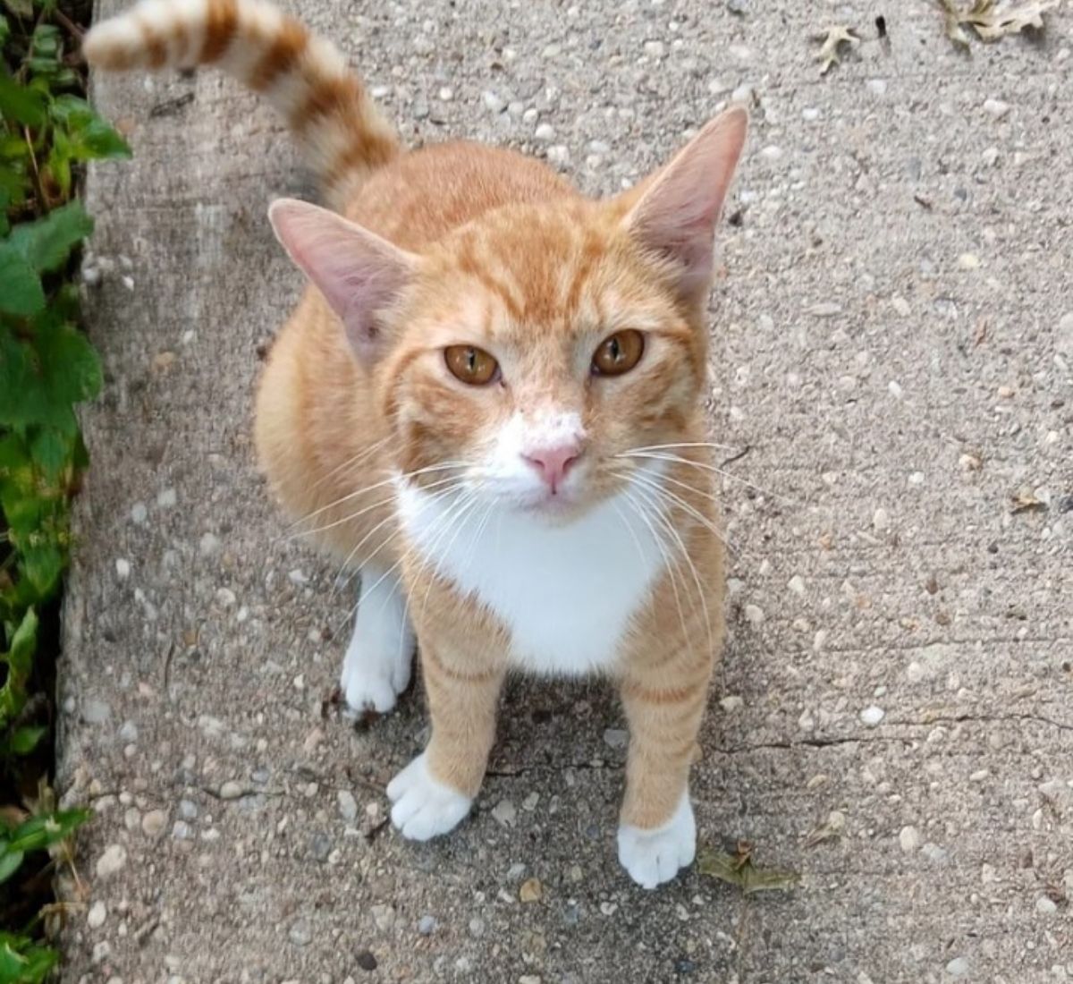 Danny and Wolfie, two rescued cats from opposite sides of the city, find a forever home together after a honeymooning couple falls in love with both.

