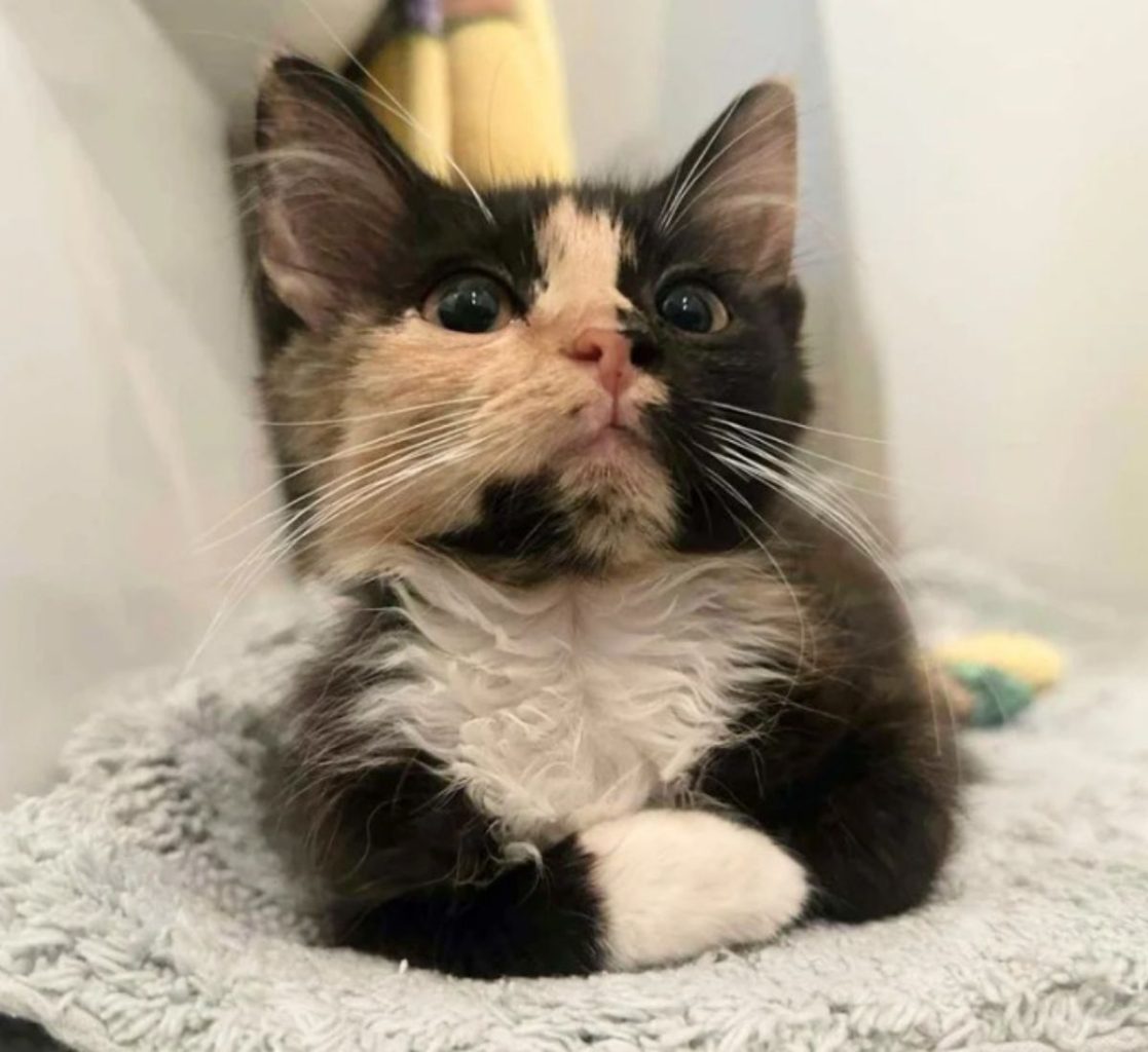 Woman Spots Kitten Coming Out of the Bushes and Walking Toward Her — She Knows She Has to Help
